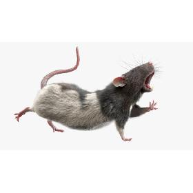 3D model Rat (Fur) (Rigged) (4)